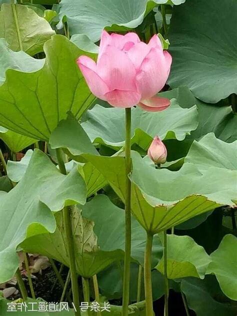 接天蓮葉無窮碧 映日荷花別樣紅 意思